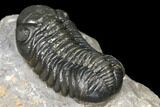 Austerops Trilobite - Nice Eye Facets #127014-5